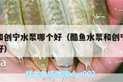 酷魚和創(chuàng)寧水泵哪個好（酷魚水泵和創(chuàng)寧水泵哪個好）