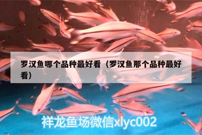 羅漢魚哪個品種最好看（羅漢魚那個品種最好看） 羅漢魚