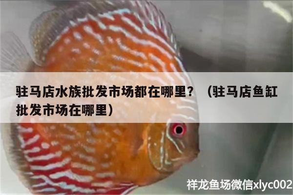 駐馬店水族批發(fā)市場(chǎng)都在哪里？（駐馬店魚缸批發(fā)市場(chǎng)在哪里） 觀賞魚水族批發(fā)市場(chǎng)