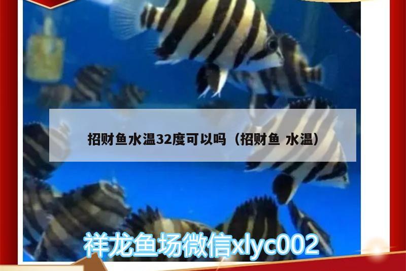 招財魚水溫32度可以嗎（招財魚水溫） 刀魚魚