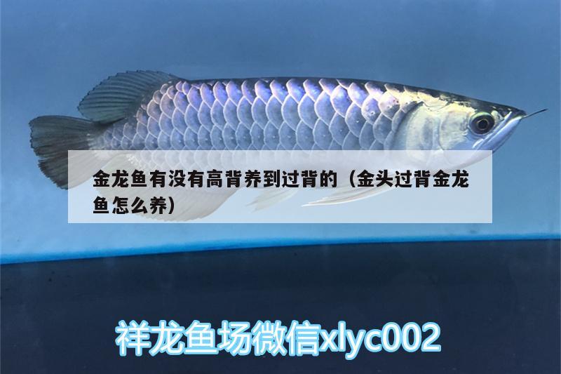 金龍魚有沒有高背養(yǎng)到過背的（金頭過背金龍魚怎么養(yǎng)） 金龍魚百科