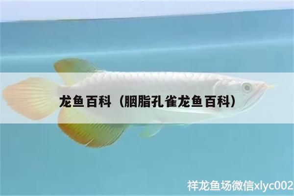 龍魚(yú)百科（胭脂孔雀龍魚(yú)百科） 胭脂孔雀龍魚(yú)