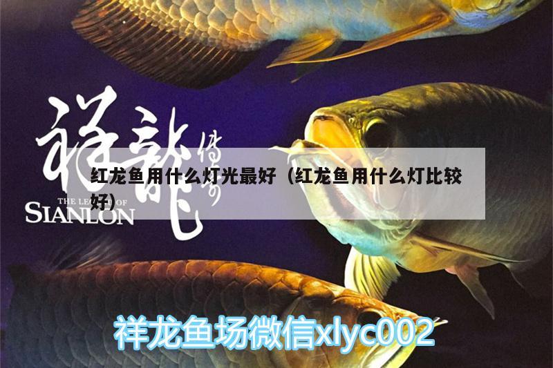 紅龍魚用什么燈光最好（紅龍魚用什么燈比較好）