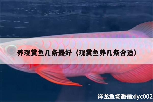 養(yǎng)觀賞魚幾條最好（觀賞魚養(yǎng)幾條合適） 祥龍傳奇品牌魚缸