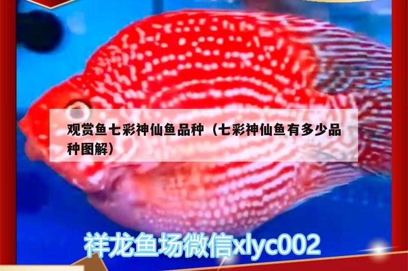 觀賞魚七彩神仙魚品種（七彩神仙魚有多少品種圖解）