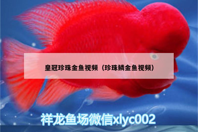 皇冠珍珠金魚視頻（珍珠鱗金魚視頻） 黃金斑馬魚