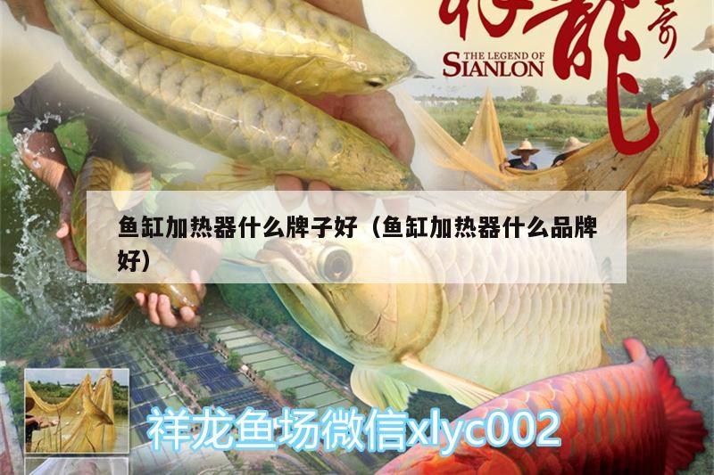 魚缸加熱器什么牌子好（魚缸加熱器什么品牌好） 申古銀版魚 第3張