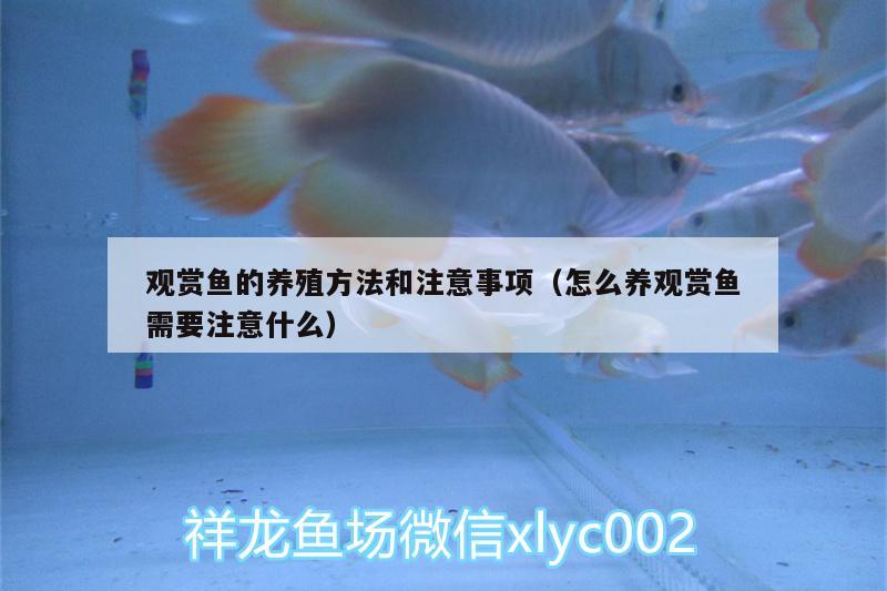 觀賞魚(yú)的養(yǎng)殖方法和注意事項(xiàng)（怎么養(yǎng)觀賞魚(yú)需要注意什么） 短身紅龍魚(yú)