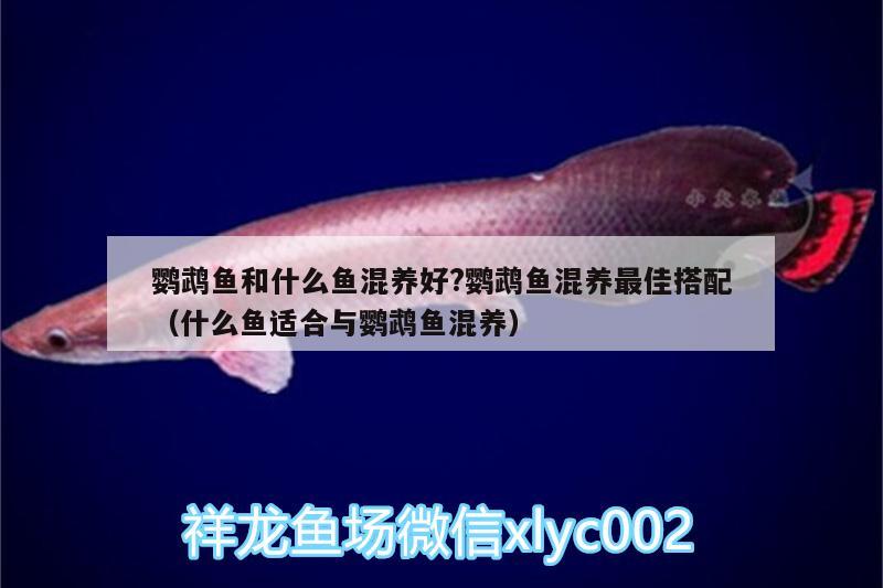 鸚鵡魚和什么魚混養(yǎng)好?鸚鵡魚混養(yǎng)最佳搭配（什么魚適合與鸚鵡魚混養(yǎng)） 鸚鵡魚