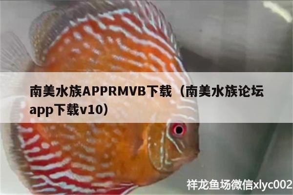 南美水族APPRMVB下載（南美水族論壇app下載v10） 圖騰金龍魚