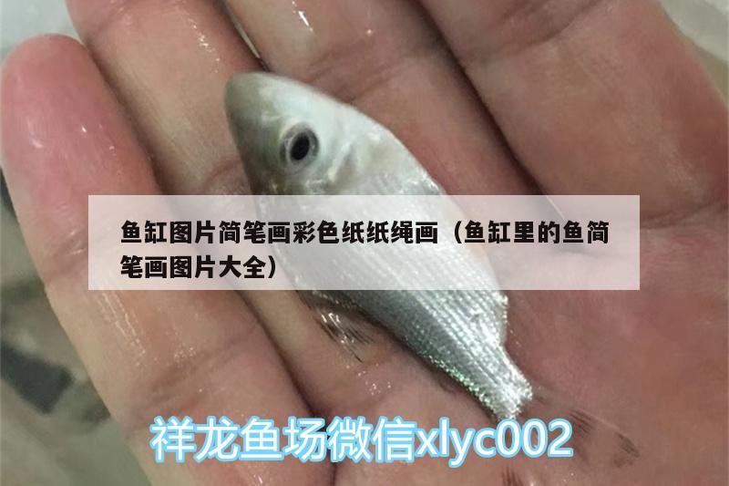 魚缸圖片簡筆畫彩色紙紙繩畫（魚缸里的魚簡筆畫圖片大全）