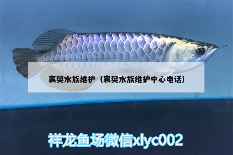 襄樊水族維護(hù)（襄樊水族維護(hù)中心電話(huà)） 觀賞龜/鱉飼料