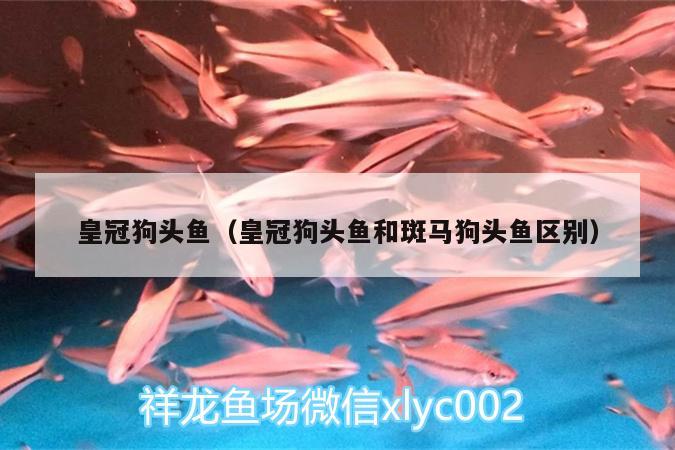 皇冠狗頭魚(yú)（皇冠狗頭魚(yú)和斑馬狗頭魚(yú)區(qū)別）