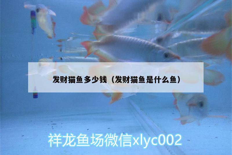 發(fā)財貓魚多少錢（發(fā)財貓魚是什么魚） 大嘴鯨魚