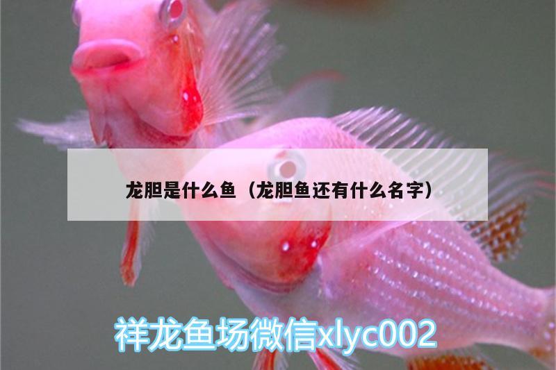 龍膽是什么魚(yú)（龍膽魚(yú)還有什么名字）