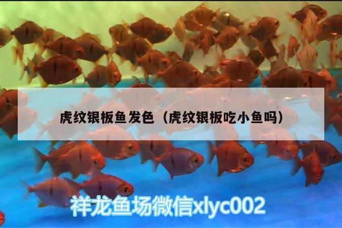 虎紋銀板魚發(fā)色（虎紋銀板吃小魚嗎） 飛鳳魚