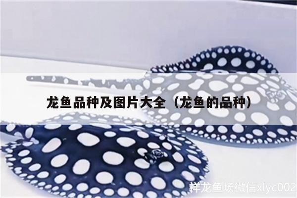 龍魚品種及圖片大全（龍魚的品種）