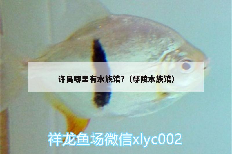 許昌哪里有水族館?（鄢陵水族館）