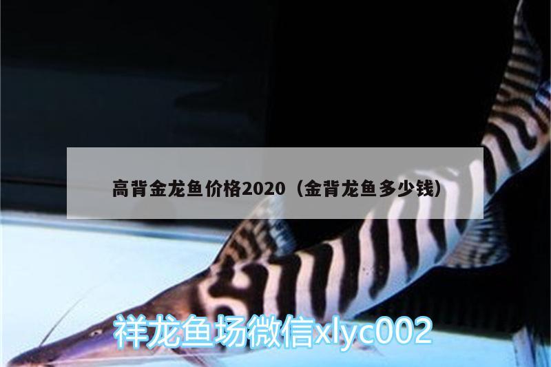 高背金龍魚價格2020（金背龍魚多少錢） 高背金龍魚