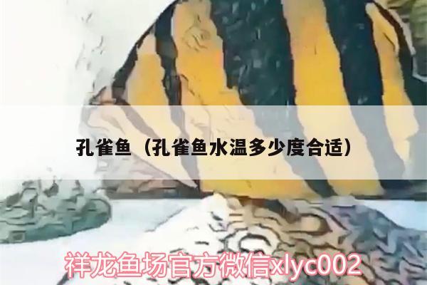 孔雀魚（孔雀魚水溫多少度合適） 白子黃化銀龍魚