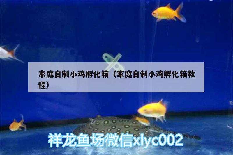 家庭自制小雞孵化箱（家庭自制小雞孵化箱教程） 高背金龍魚