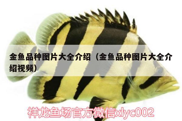 金魚品種圖片大全介紹（金魚品種圖片大全介紹視頻）