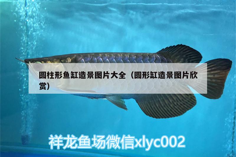 圓柱形魚缸造景圖片大全（圓形缸造景圖片欣賞） 藍帆三間魚