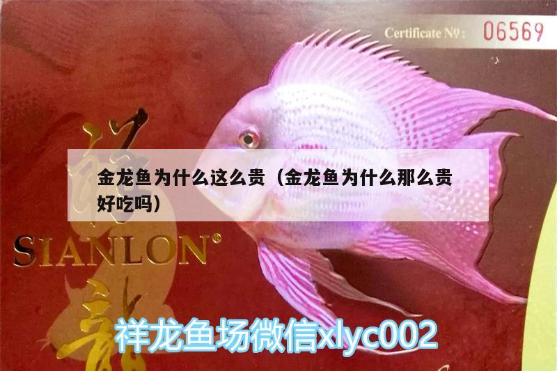 金龍魚為什么這么貴（金龍魚為什么那么貴好吃嗎）