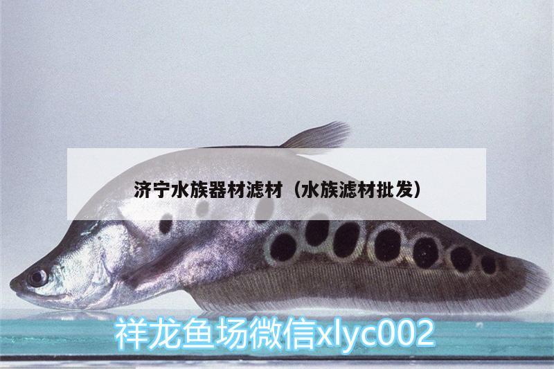 濟(jì)寧水族器材濾材（水族濾材批發(fā)） 圣菲埃及魚(yú)