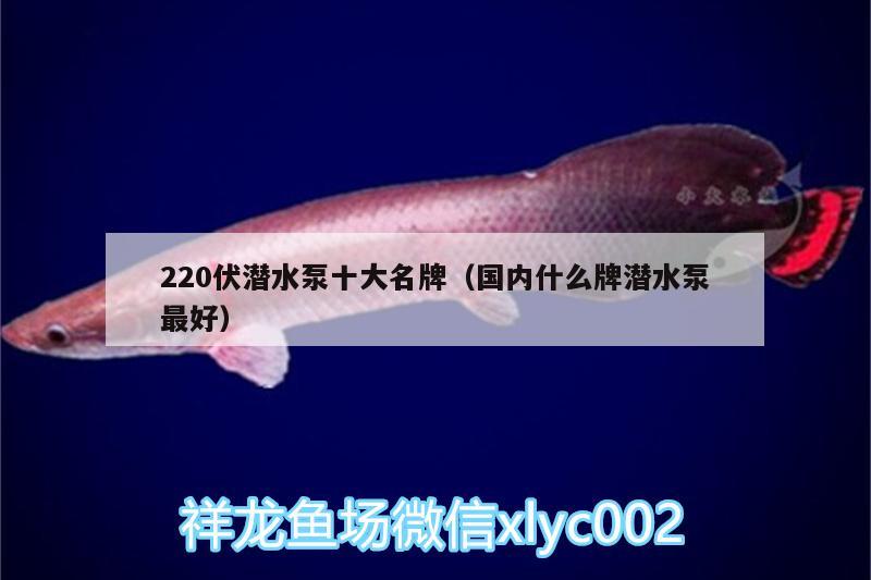 220伏潛水泵十大名牌（國(guó)內(nèi)什么牌潛水泵最好） 朱巴利魚(yú)苗