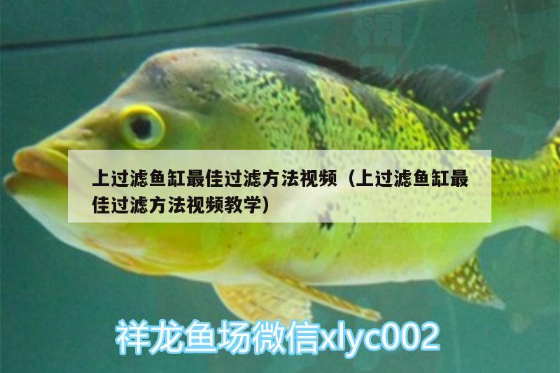 上過濾魚缸最佳過濾方法視頻（上過濾魚缸最佳過濾方法視頻教學）