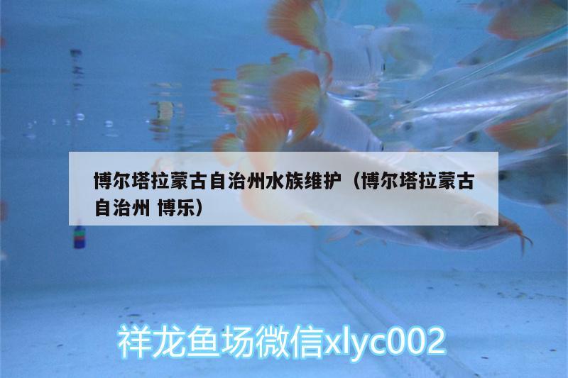 博爾塔拉蒙古自治州水族維護（博爾塔拉蒙古自治州博樂） 薩伊藍魚