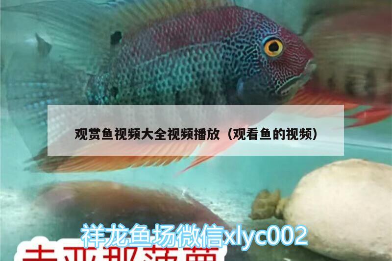 觀賞魚視頻大全視頻播放（觀看魚的視頻）