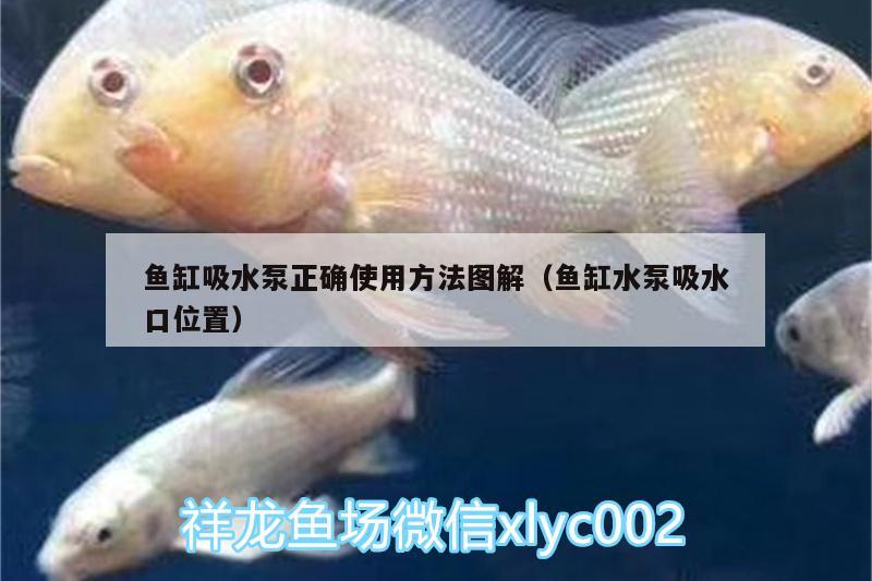 魚缸吸水泵正確使用方法圖解（魚缸水泵吸水口位置）