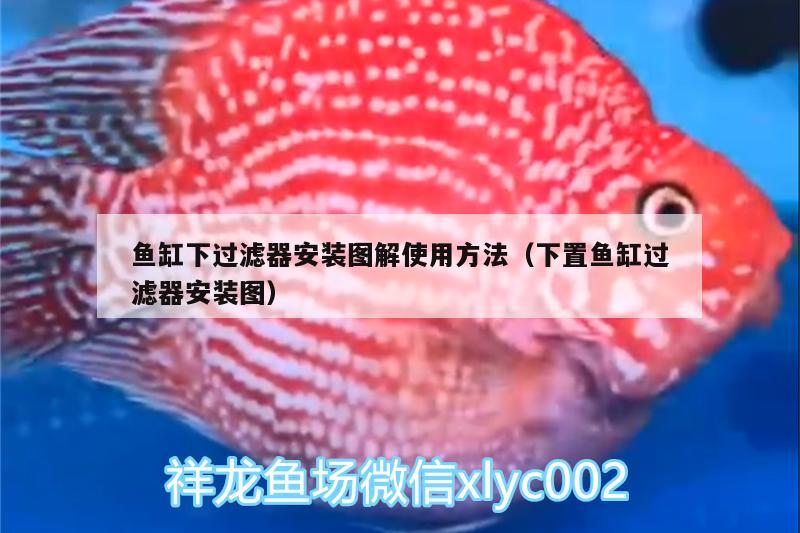 魚缸下過濾器安裝圖解使用方法（下置魚缸過濾器安裝圖） 非洲象鼻魚