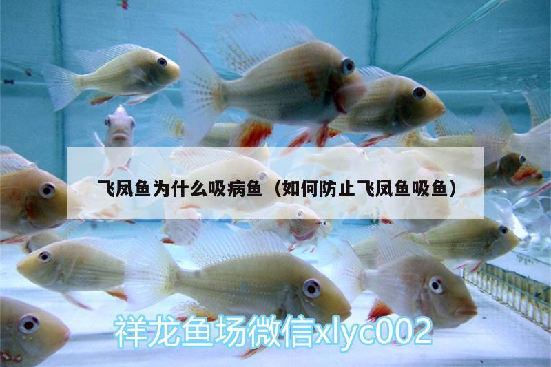 飛鳳魚為什么吸病魚（如何防止飛鳳魚吸魚） 飛鳳魚