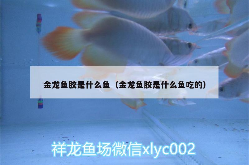 金龍魚(yú)膠是什么魚(yú)（金龍魚(yú)膠是什么魚(yú)吃的）