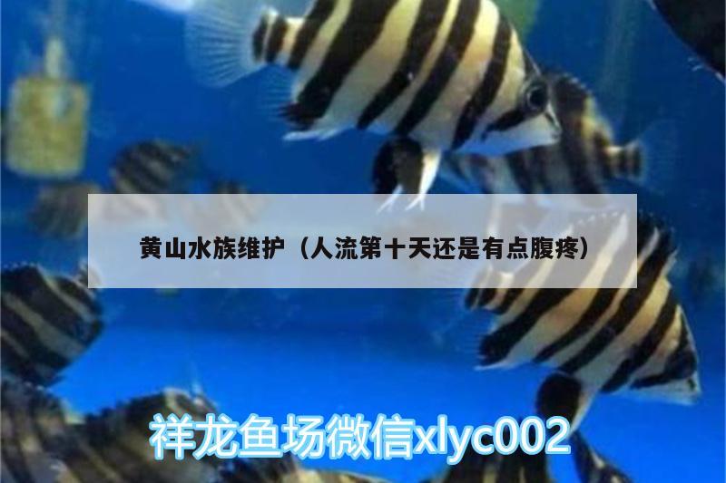 黃山水族維護(hù)（人流第十天還是有點(diǎn)腹疼） 銀古魚苗