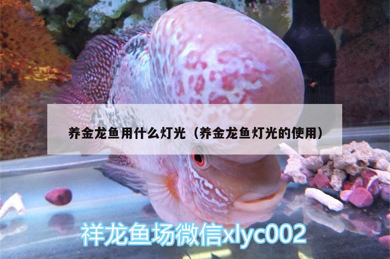 養(yǎng)金龍魚(yú)用什么燈光（養(yǎng)金龍魚(yú)燈光的使用） 恐龍王魚(yú)