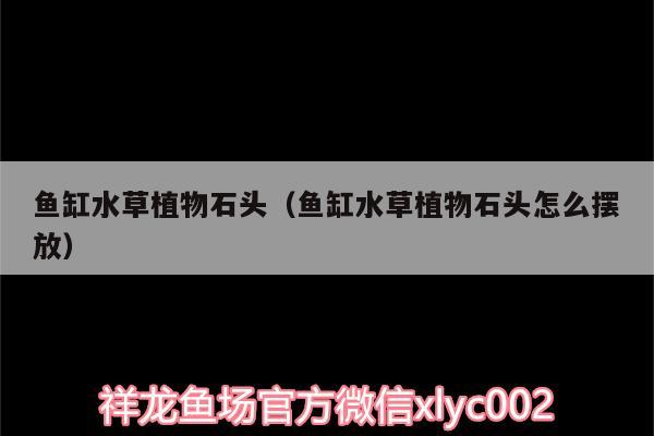 魚缸水草植物石頭（魚缸水草植物石頭怎么擺放） 水草