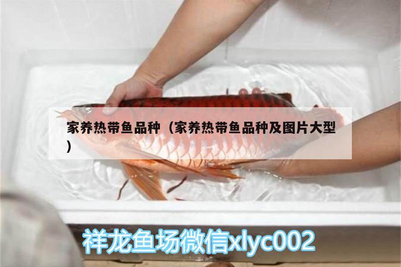 家養(yǎng)熱帶魚品種（家養(yǎng)熱帶魚品種及圖片大型） 大白鯊魚苗