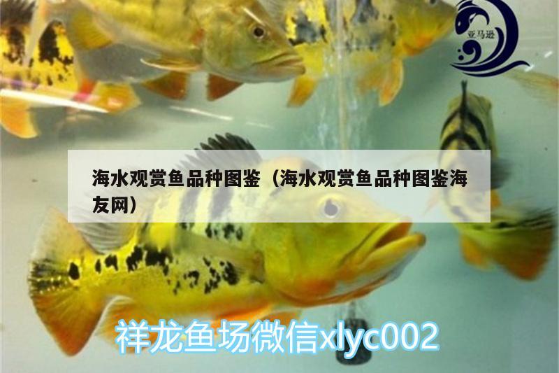 海水觀賞魚品種圖鑒（海水觀賞魚品種圖鑒海友網(wǎng)）