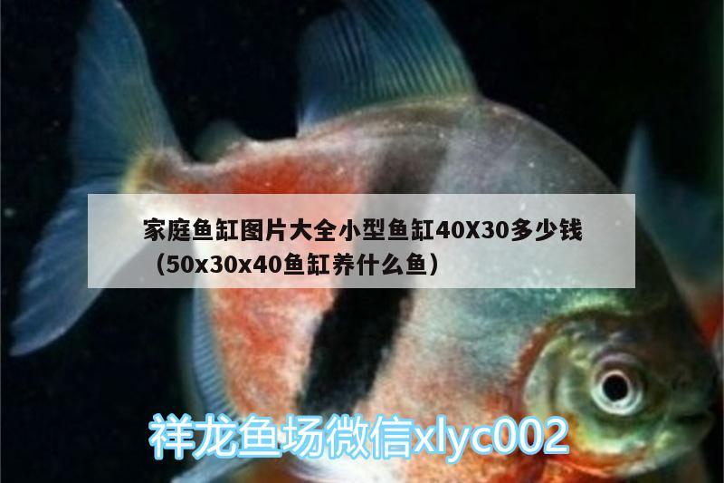 家庭魚缸圖片大全小型魚缸40X30多少錢（50x30x40魚缸養(yǎng)什么魚）