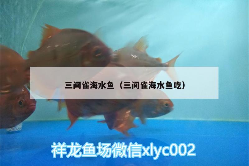 三間雀海水魚（三間雀海水魚吃） 海水魚