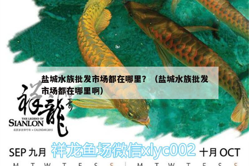 鹽城水族批發(fā)市場(chǎng)都在哪里？（鹽城水族批發(fā)市場(chǎng)都在哪里?。? title=