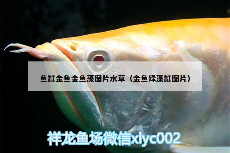 魚缸金魚金魚藻圖片水草（金魚綠藻缸圖片）