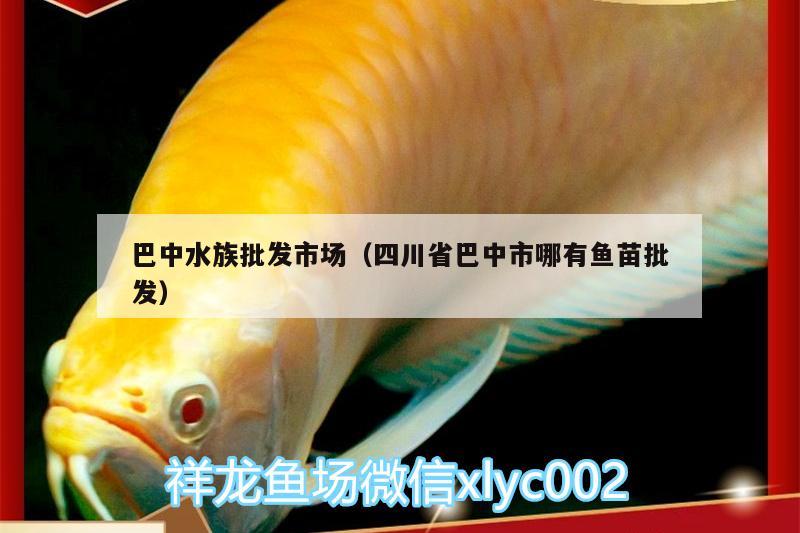 巴中水族批發(fā)市場（四川省巴中市哪有魚苗批發(fā)） 觀賞魚水族批發(fā)市場 第1張