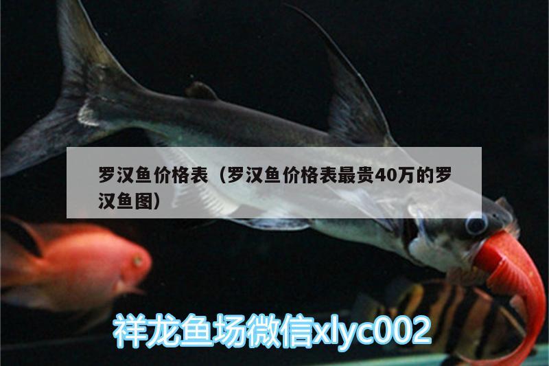 羅漢魚價(jià)格表（羅漢魚價(jià)格表最貴40萬的羅漢魚圖） 羅漢魚