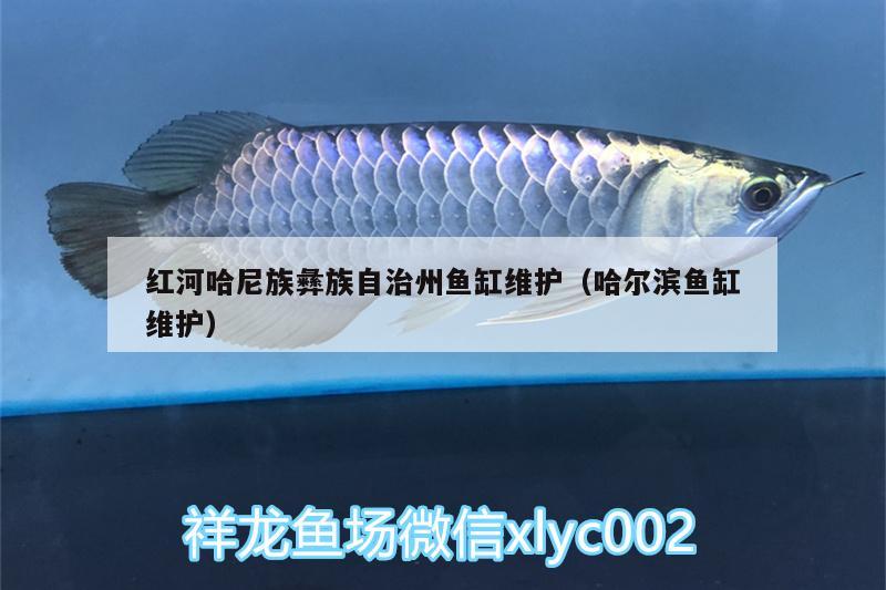 紅河哈尼族彝族自治州魚缸維護(hù)（哈爾濱魚缸維護(hù)） 觀賞蝦蟹等飼料