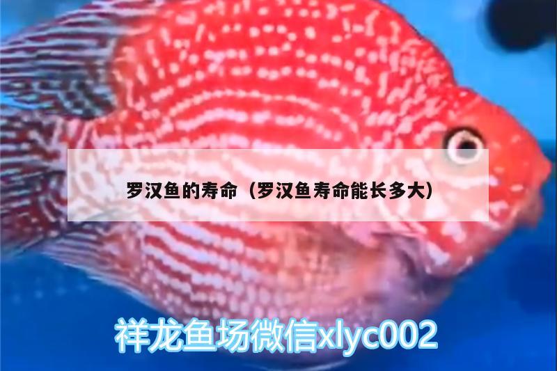 羅漢魚的壽命（羅漢魚壽命能長多大）